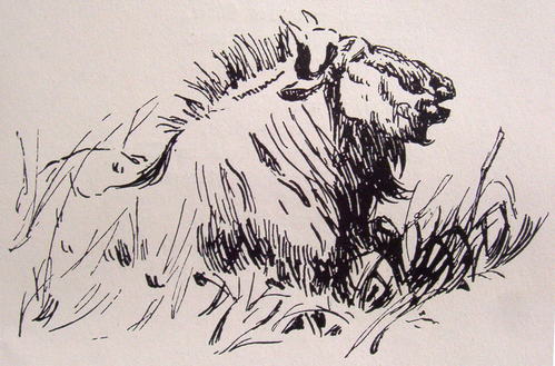 Bild Gnu von Uli Aschenborn